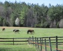 Stony Creek Farm - 296+ Acres in Sussex County, Virginia